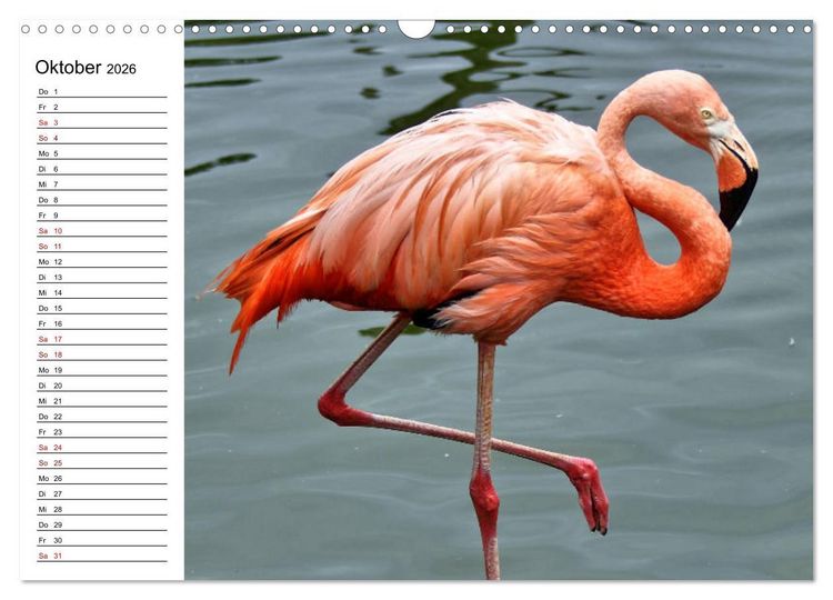 Produktbild: Elegante Flamingo (Wandkalender 2026 DIN A3 quer), CALVENDO Monatskalender