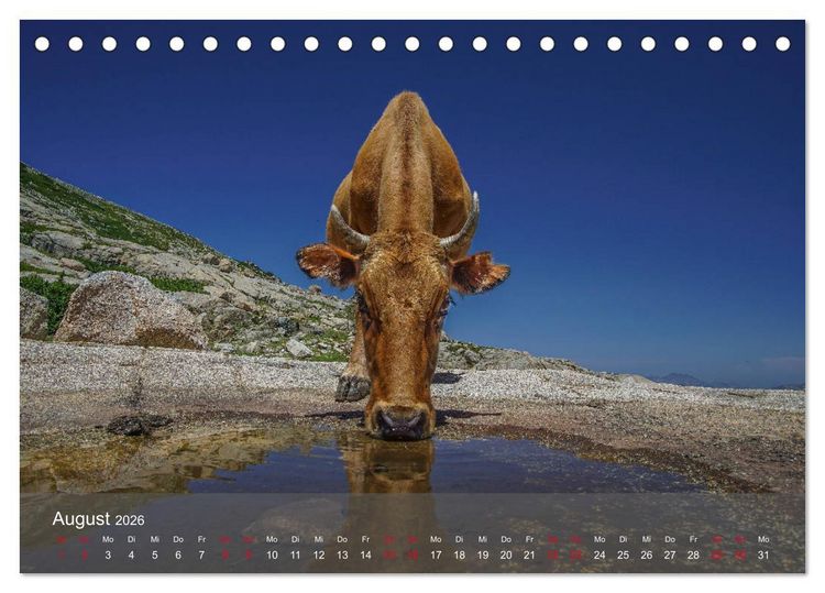 Produktbild: Korsika - Faszinierende Landschaften (Tischkalender 2026 DIN A5 quer), CALVENDO Monatskalender
