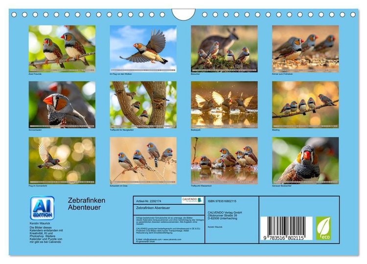 Produktbild: Zebrafinken Abenteuer (Wandkalender 2027 DIN A4 quer), CALVENDO Monatskalender