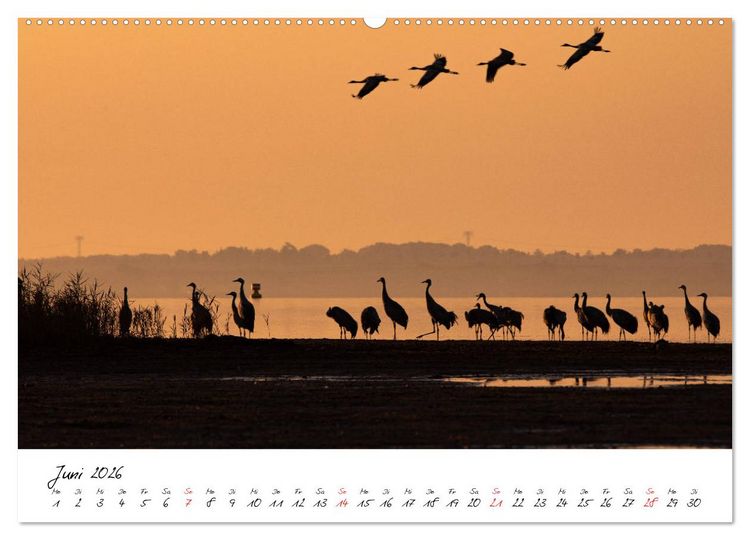 Produktbild: Kraniche am Schlafplatz - im Naturparadies der Mecklenburgischen Seenplatte (Wandkalender 2026 DIN A2 quer), CALVENDO Monatskalender