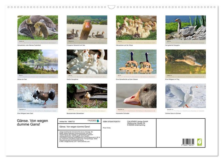 Produktbild: G&auml;nse. Von wegen dumme Gans! (Wandkalender 2026 DIN A2 quer), CALVENDO Monatskalender