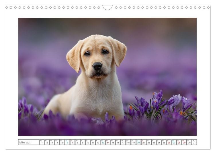 Produktbild: Labrador Liebe (Wandkalender 2027 DIN A3 quer), CALVENDO Monatskalender