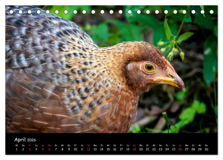 Produktbild: Gartenh&uuml;hner (Tischkalender 2026 DIN A5 quer), CALVENDO Monatskalender