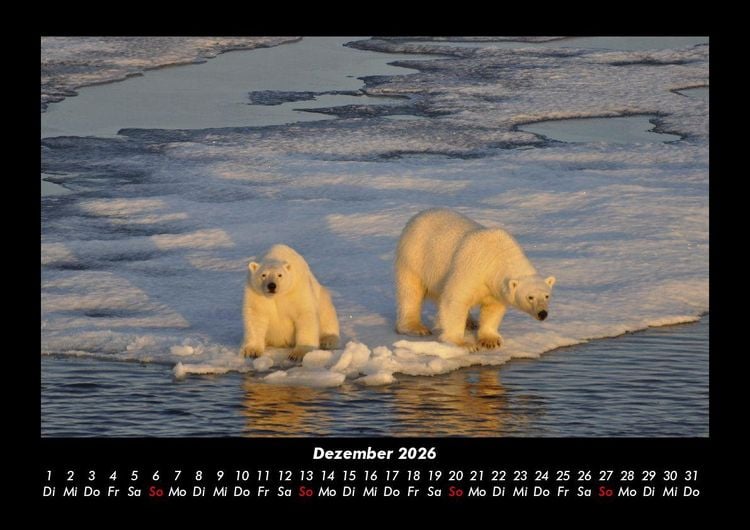 Produktbild: Welt der Tiere 2026 Fotokalender DIN A3