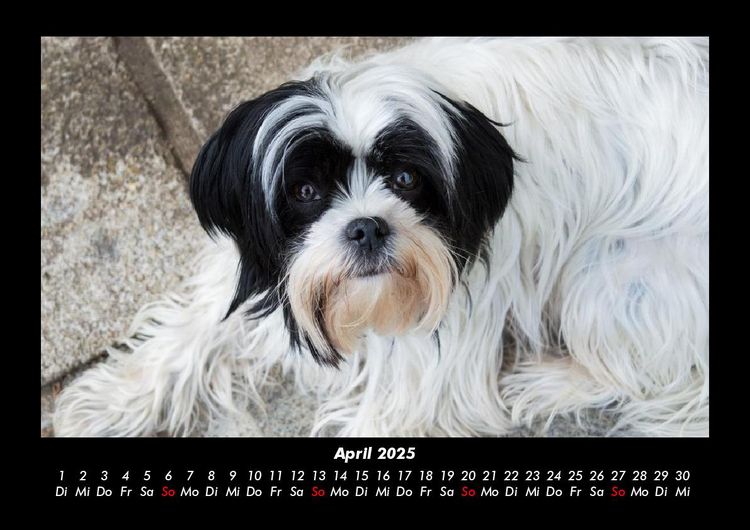 Produktbild: Der Hundekalender 2025 Fotokalender DIN A3