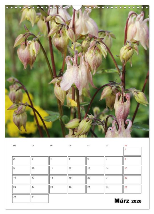 Produktbild: Zauberhafte Akeleien (Wandkalender 2026 DIN A3 hoch), CALVENDO Monatskalender