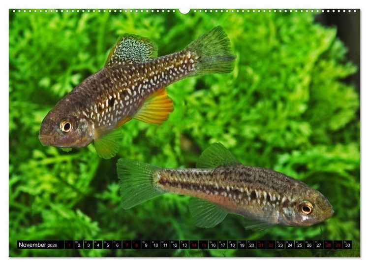Produktbild: Outdoor-Aquaristik (Wandkalender 2026 DIN A2 quer), CALVENDO Monatskalender