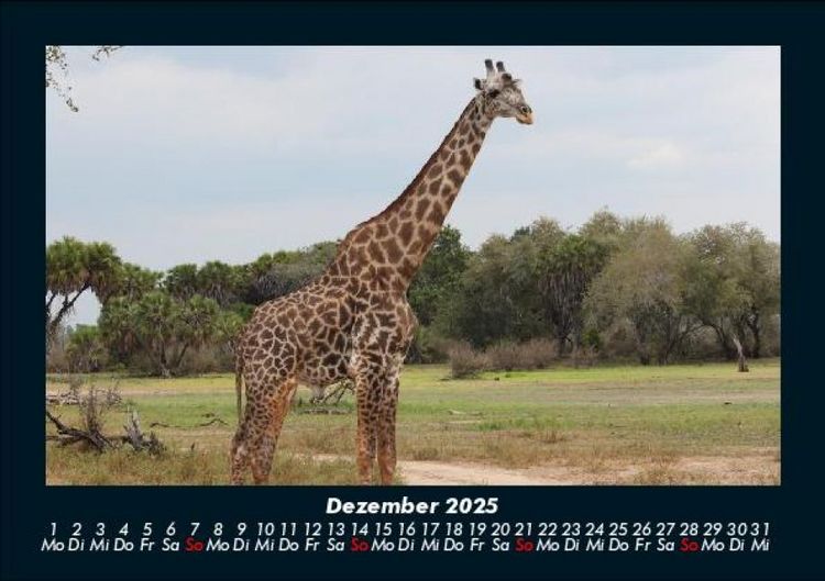 Produktbild: Giraffen 2025 Fotokalender DIN A5