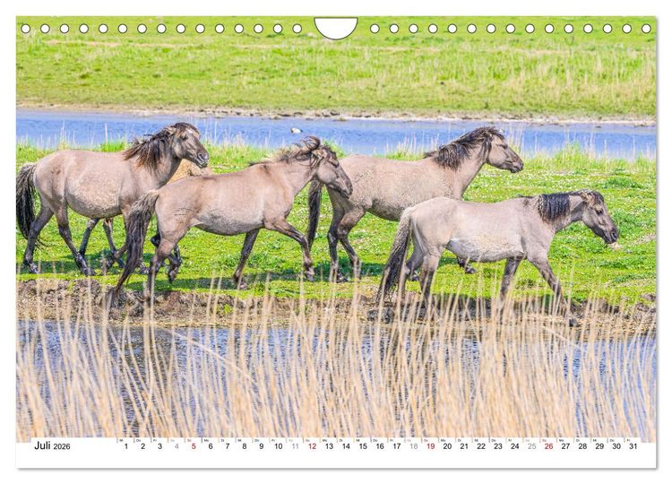 Produktbild: Ein Herz f&uuml;r Wildpferde (Wandkalender 2026 DIN A4 quer), CALVENDO Monatskalender