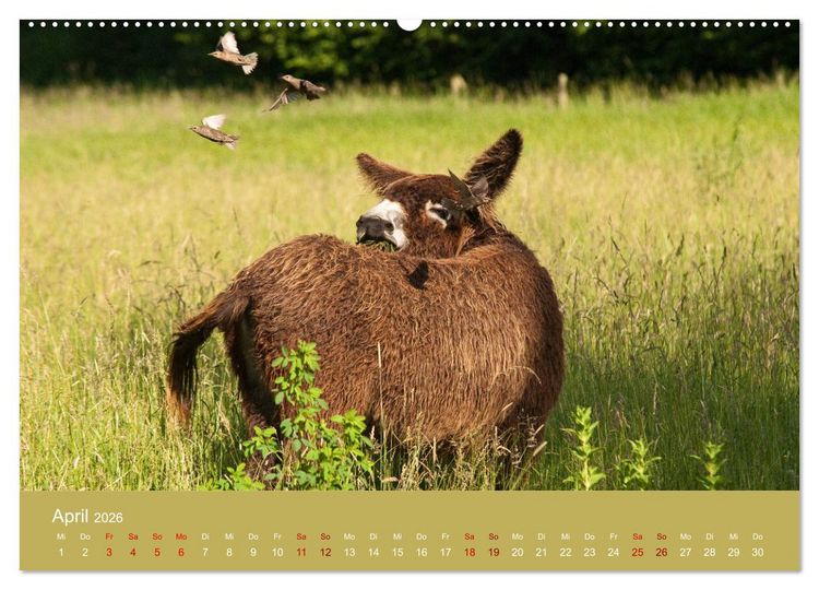 Produktbild: Baudet de Poitou - Seltene franz&ouml;sische Langohren (Wandkalender 2026 DIN A2 quer), CALVENDO Monatskalender