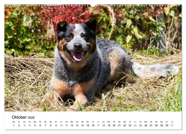 Produktbild: Faszinierende Australian Cattle Dogs (Wandkalender 2026 DIN A2 quer), CALVENDO Monatskalender