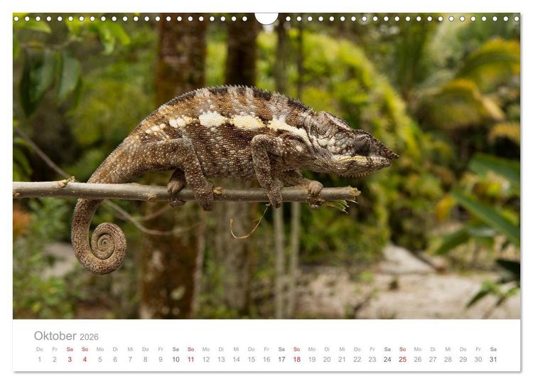 Produktbild: Paradies Madagaskar (Wandkalender 2026 DIN A3 quer), CALVENDO Monatskalender