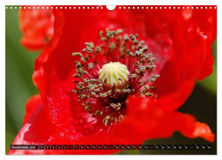 Produktbild: Farbtupfer auf sommerlichen Feldern - Mohn und Kornblumen (Wandkalender 2026 DIN A3 quer), CALVENDO Monatskalender