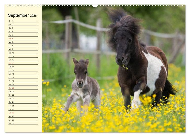 Produktbild: Ponys. Herzensbrecher mit Grips (Wandkalender 2026 DIN A2 quer), CALVENDO Monatskalender