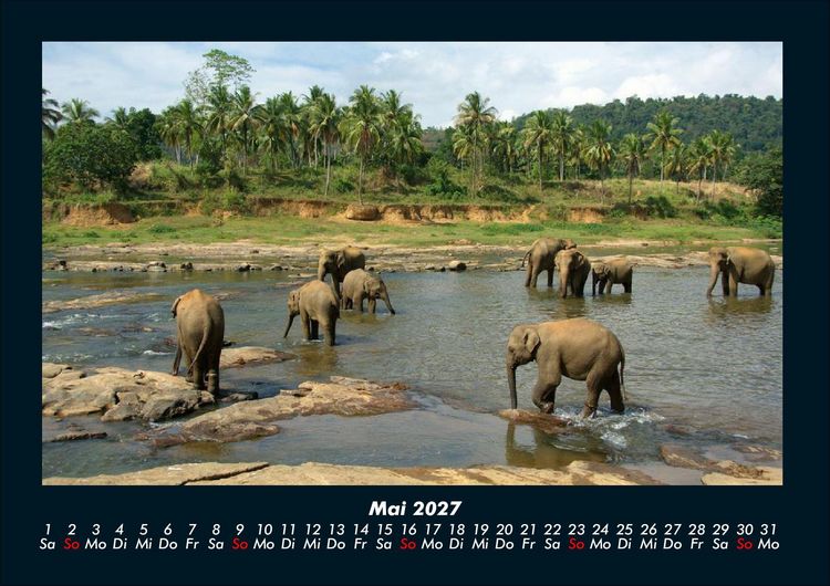 Produktbild: Tierkalender 2027 Fotokalender DIN A4