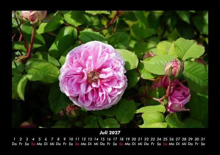 Produktbild: Blumenzauber 2027 Fotokalender DIN A3