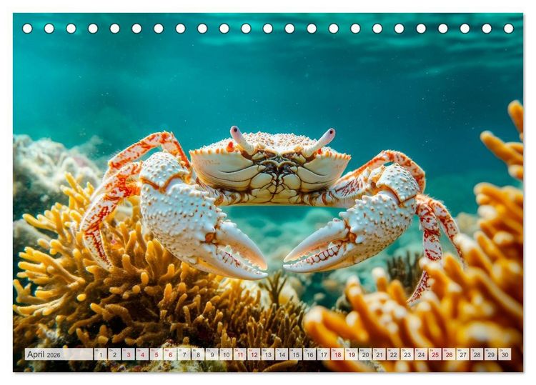 Produktbild: OZEANWELTEN Faszination Meerestiere (Tischkalender 2026 DIN A5 quer), CALVENDO Monatskalender