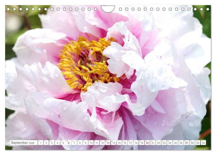 Produktbild: Pfingstrosenbl&uuml;ten (Wandkalender 2026 DIN A4 quer), CALVENDO Monatskalender