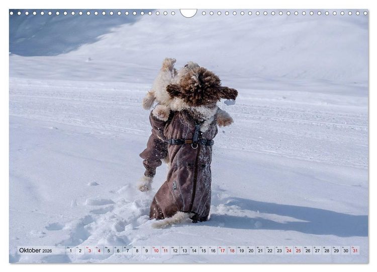 Produktbild: Lagotto Romagnolo Tanzende Tr&uuml;ffelnasen (Wandkalender 2026 DIN A3 quer), CALVENDO Monatskalender