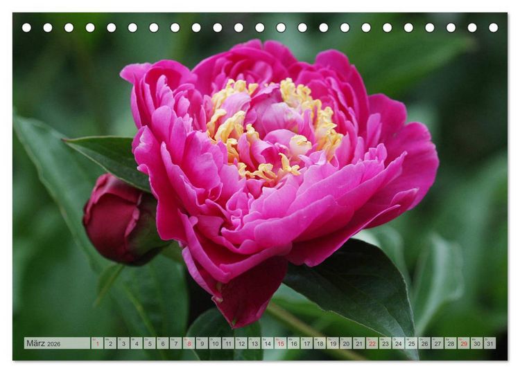 Produktbild: PFINGSTROSEN Rosen ohne Dornen (Tischkalender 2026 DIN A5 quer), CALVENDO Monatskalender