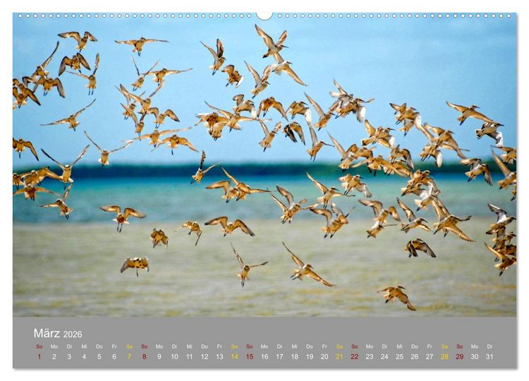 Produktbild: Lamu - Geheimtipp in Kenia (Wandkalender 2026 DIN A2 quer), CALVENDO Monatskalender