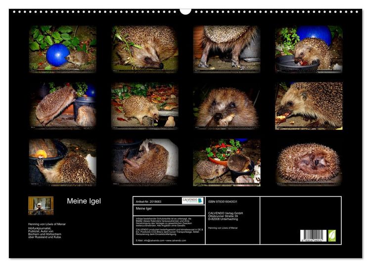 Produktbild: Meine Igel (Wandkalender 2026 DIN A2 quer), CALVENDO Monatskalender