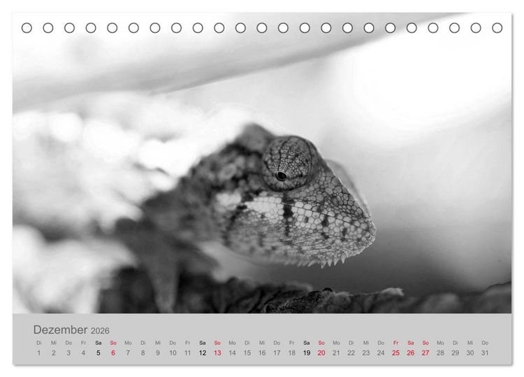 Produktbild: Die Seelen der wilden Tiere (Tischkalender 2026 DIN A5 quer), CALVENDO Monatskalender