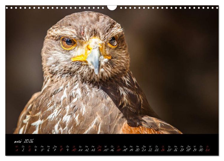 Produktbild: FACES DE RAPACES (Calendrier mural 2026 DIN A3 vertical), CALVENDO calendrier mensuel