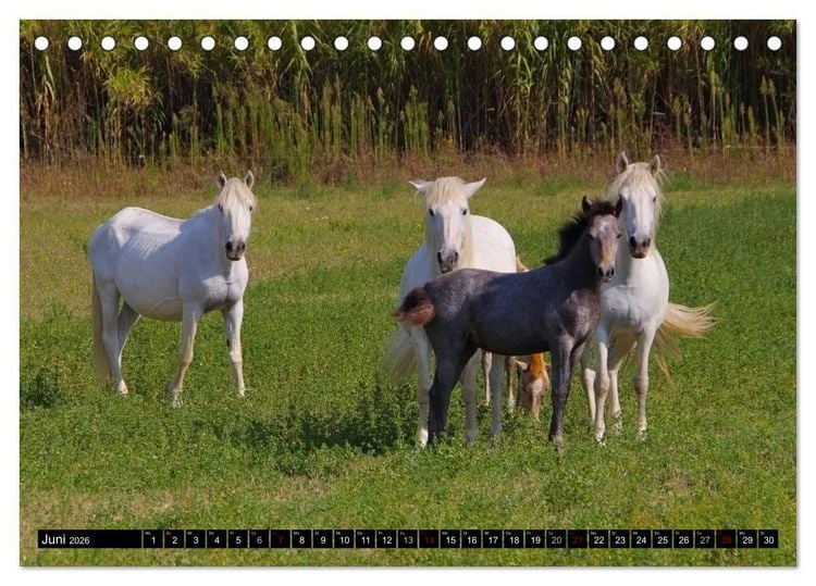 Produktbild: Camargue - Im Land der wei&szlig;en Pferde und schwarzen Stiere (Tischkalender 2026 DIN A5 quer), CALVENDO Monatskalender