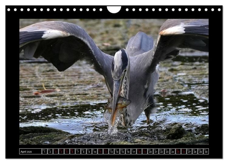 Produktbild: The heron parade (Wall Calendar 2026 DIN A4 landscape), CALVENDO 12 Month Wall Calendar