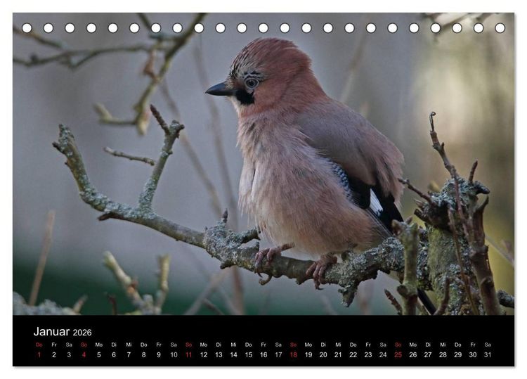 Produktbild: Eichelh&auml;her der Waldpolizist (Tischkalender 2026 DIN A5 quer), CALVENDO Monatskalender