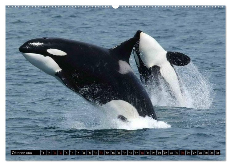 Produktbild: Leben in den Weltmeeren. Delfine, Wale und Haie (Wandkalender 2026 DIN A2 quer), CALVENDO Monatskalender