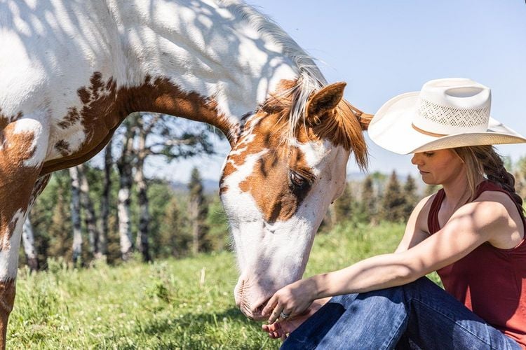 Produktbild: Heartland - Paradies f&uuml;r Pferde - Staffel 15 [4 DVDs]