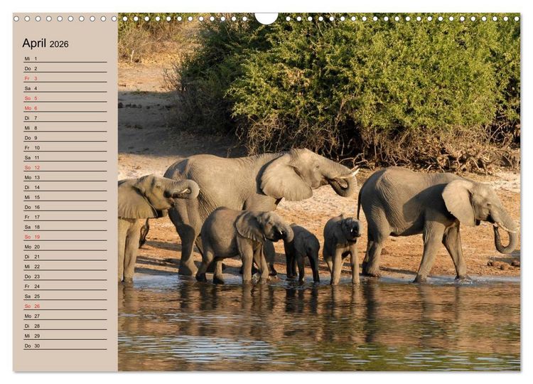 Produktbild: Elefanten. Sensible R&uuml;sseltiere (Wandkalender 2026 DIN A3 quer), CALVENDO Monatskalender