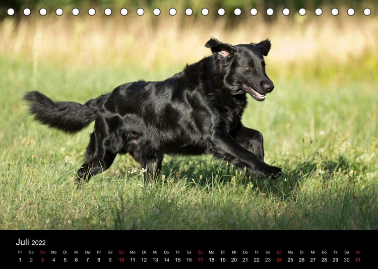 Produktbild: Rasse ist Klasse (Tischkalender 2022 DIN A5 quer)