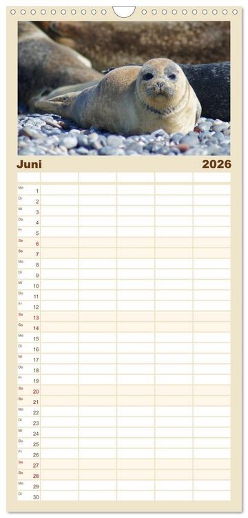 Produktbild: Familienplaner 2026 - Das Leben der Robben mit 5 Spalten (Wandkalender, 21 x 45 cm) CALVENDO