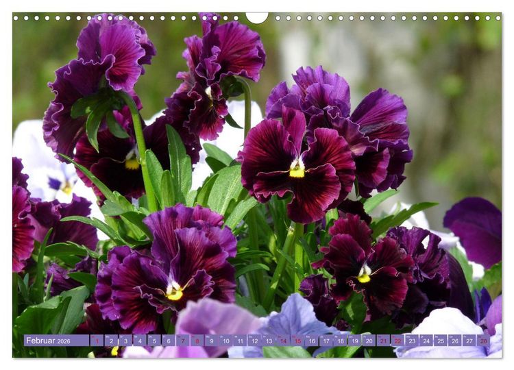 Produktbild: Liebenswerte Bl&uuml;ten (Wandkalender 2026 DIN A3 quer), CALVENDO Monatskalender