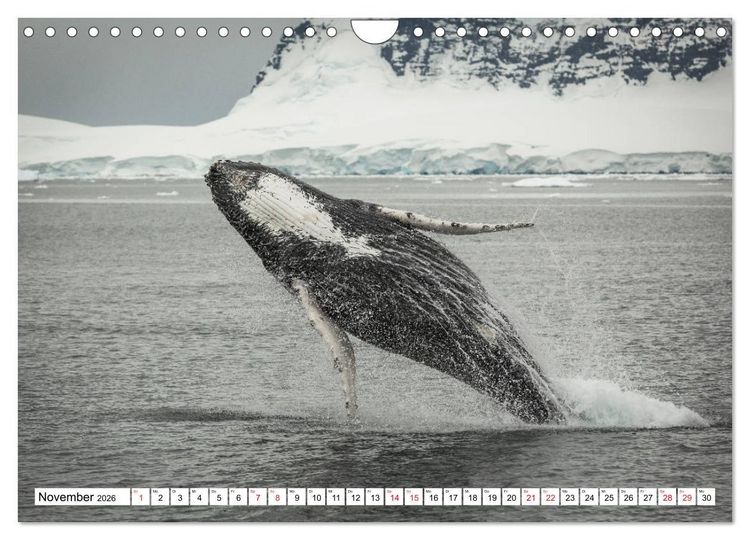 Produktbild: Faszination Antarktis (Wandkalender 2026 DIN A4 quer), CALVENDO Monatskalender