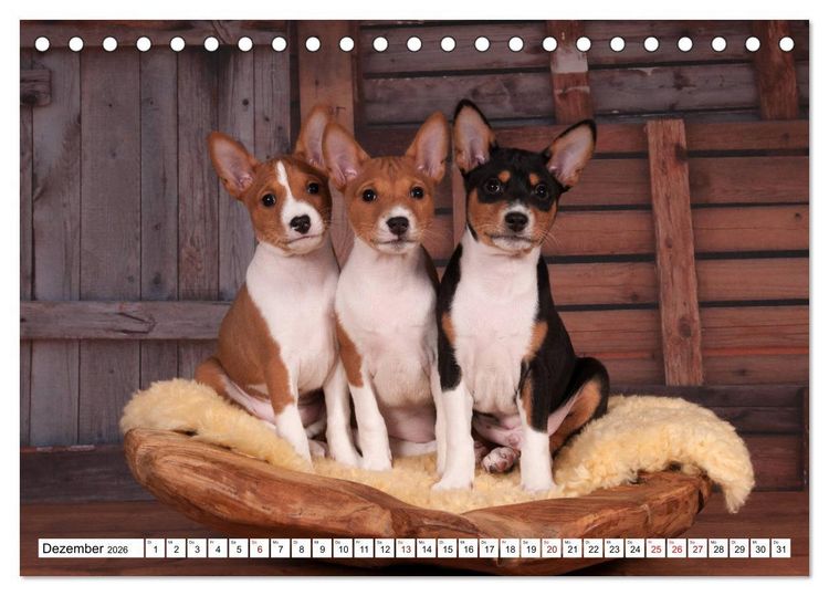 Produktbild: Wunderbare Basenji Welpenzeit (Tischkalender 2026 DIN A5 quer), CALVENDO Monatskalender