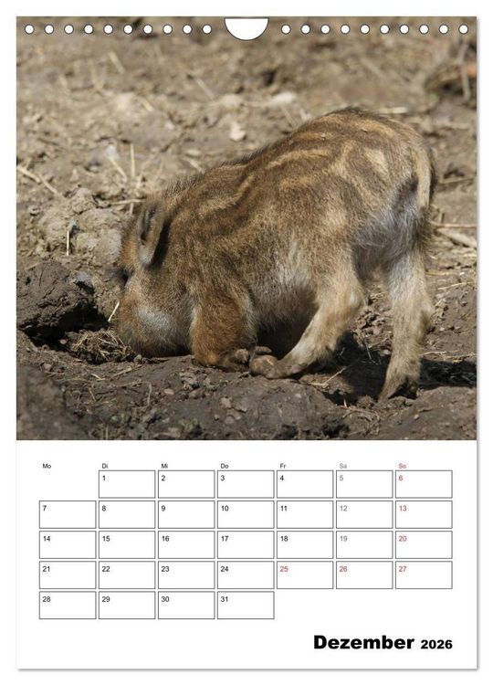 Produktbild: Der wildschweinische Terminplaner (Wandkalender 2026 DIN A4 hoch), CALVENDO Monatskalender