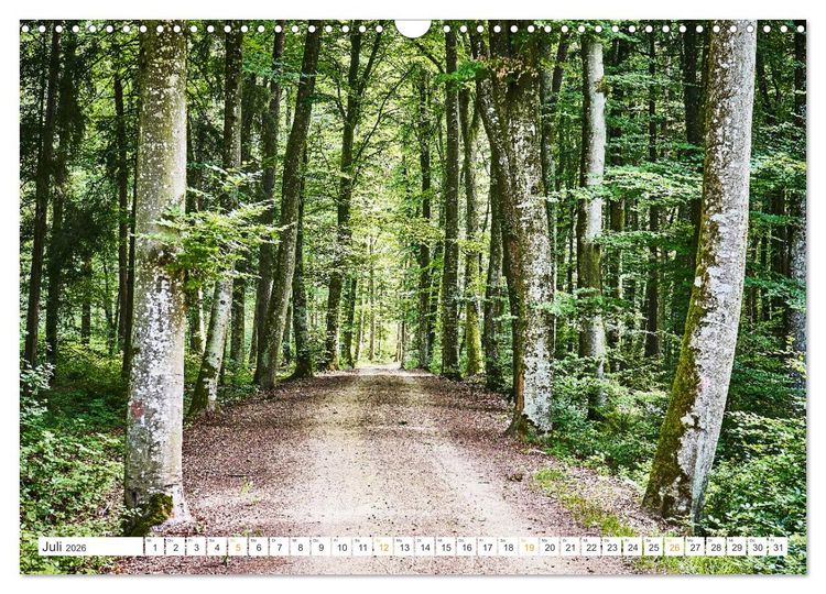 Produktbild: B&auml;ume im Altm&uuml;hltal (Wandkalender 2026 DIN A3 quer), CALVENDO Monatskalender