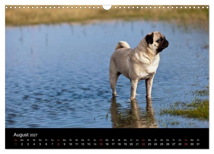 Produktbild: Mops 2027 (Wandkalender 2027 DIN A3 quer), CALVENDO Monatskalender