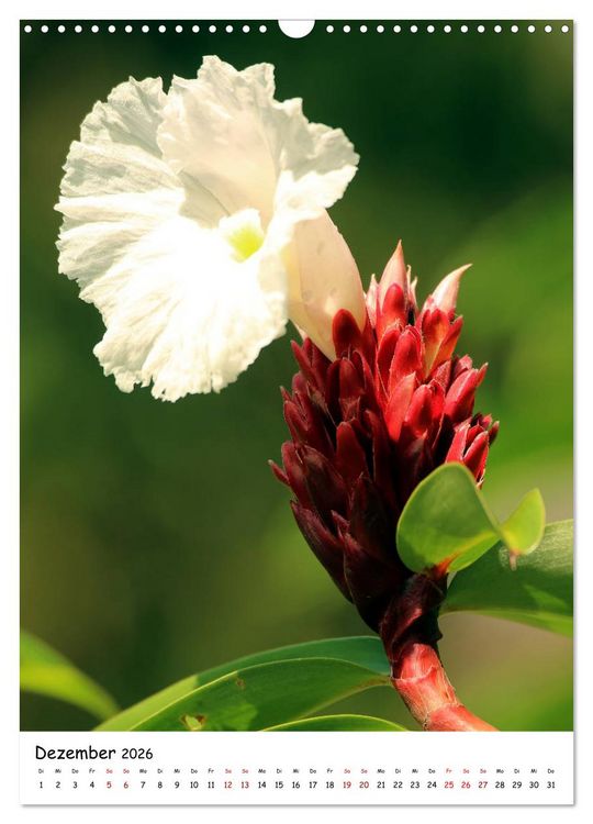 Produktbild: Costa Rica - Fauna & Flora (Wandkalender 2026 DIN A3 hoch), CALVENDO Monatskalender