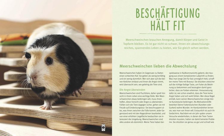 Produktbild: Meerschweinchen