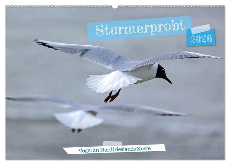 Produktbild: Sturmerprobt - V&ouml;gel an Nordfrieslands K&uuml;ste (Wandkalender 2026 DIN A2 quer), CALVENDO Monatskalender