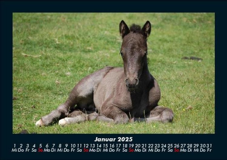 Produktbild: Pferde Kalender 2025 Fotokalender DIN A5