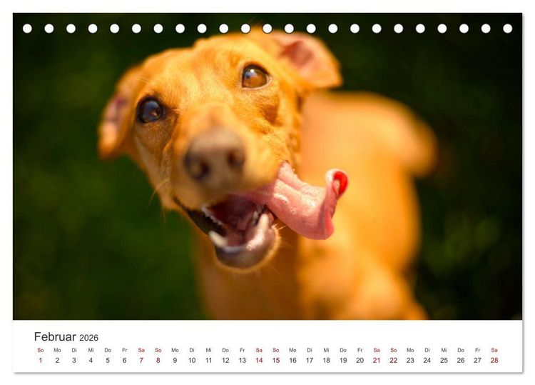 Produktbild: Dackelblicke - Lassen Herzen erw&auml;rmen. (Tischkalender 2026 DIN A5 quer), CALVENDO Monatskalender