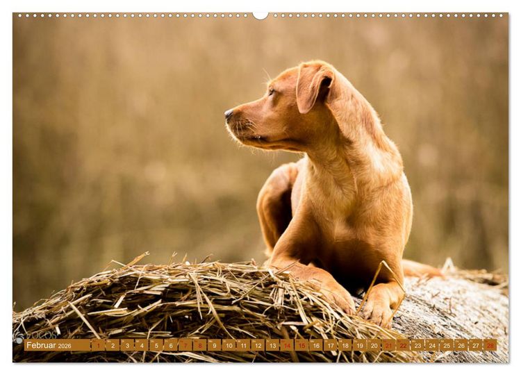 Produktbild: Labrador Trio - 3 Farben, 3 Freunde (hochwertiger Premium Wandkalender 2026 DIN A2 quer), Kunstdruck in Hochglanz