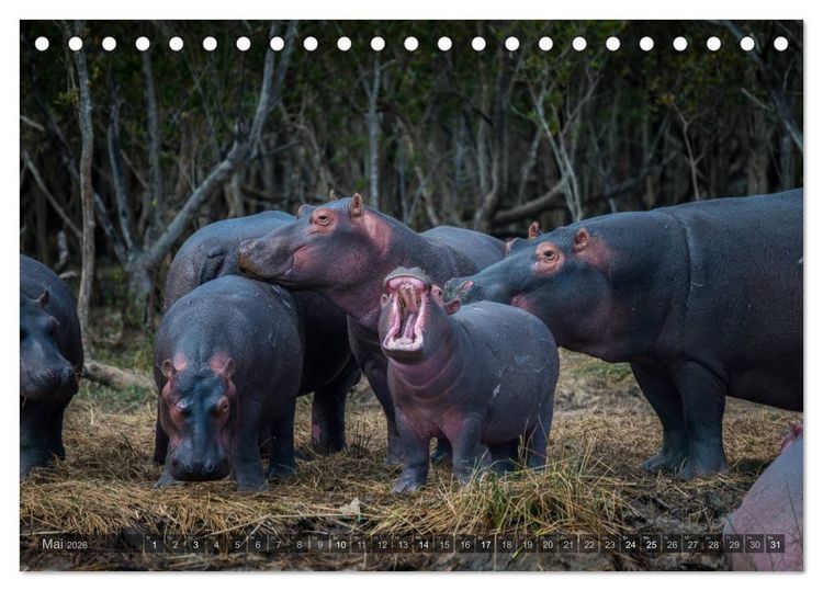Produktbild: S&uuml;dafrika - Die Tierwelt (Tischkalender 2026 DIN A5 quer), CALVENDO Monatskalender