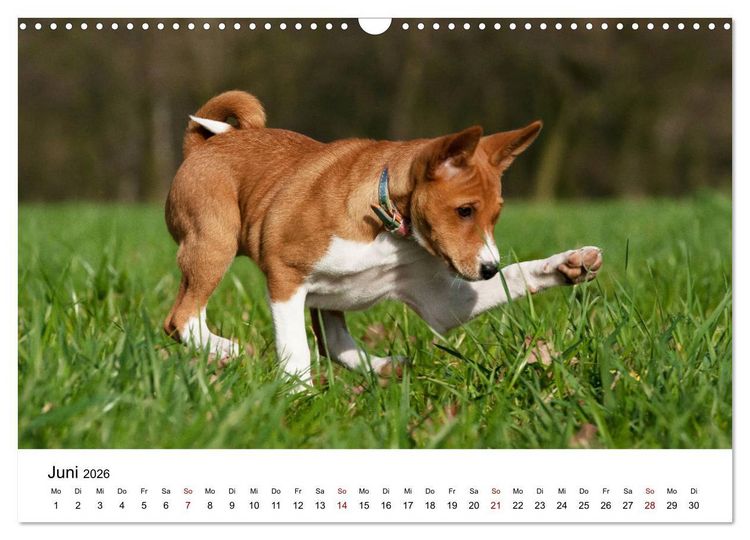 Produktbild: S&uuml;&szlig;e Basenji-Kinder (Wandkalender 2026 DIN A3 quer), CALVENDO Monatskalender